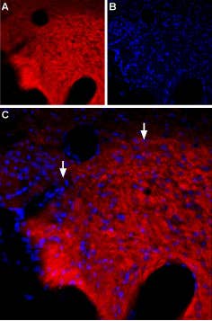 Anti-GABA(A) θ Receptor (GABRQ) (extracellular) Antibody