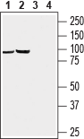 GABA(A) π Receptor (extracellular) Blocking Peptide