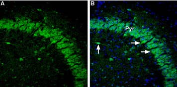 Anti-GABA(A) α5 Receptor Antibody