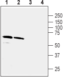 Anti-GABA(A) α5 Receptor Antibody - Carrier Free