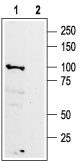 Anti-GABA(B) R1 (extracellular) Antibody - Carrier Free