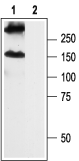 GABA(B) R2 Blocking Peptide