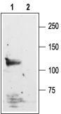 Anti-NMDAR1 (GluN1) (extracellular) Antibody - Carrier Free