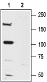 NMDAR2A/GluN2A (extracellular) Blocking Peptide