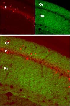 Anti-GluR1 (GluA1) (extracellular) Antibody