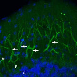 Anti-GluR2 (GluA2) (extracellular)-ATTO Fluor-488 Antibody