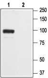 GluR2/GluA2 (extracellular) Blocking Peptide