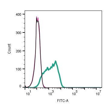 Anti-mGluR1 (extracellular) Antibody