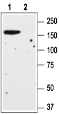 mGluR1 (extracellular) Blocking Peptide