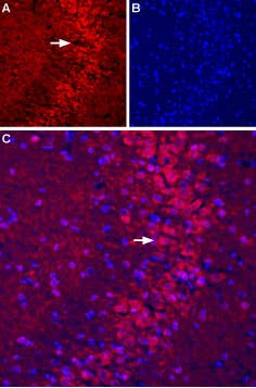 Anti-mGluR5 (extracellular)-ATTO Fluor-594 Antibody