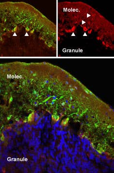 Anti-mGluR5 (extracellular) Antibody