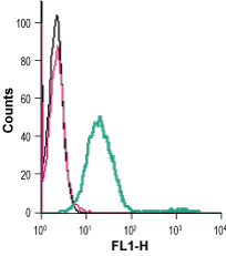Anti-mGluR5 (extracellular)-FITC Antibody