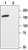 Anti-mGluR5 (extracellular) Antibody - Carrier Free