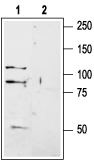 Anti-GRIK1 (GluK1) (extracellular) Antibody - Carrier Free