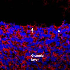 Anti-GRIK1 (GluK1) (extracellular) Antibody