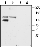 Anti-GRIK2 (GluK2) Antibody