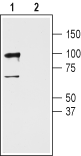 Anti-GluR3 (GluA3) (extracellular) Antibody - Carrier Free