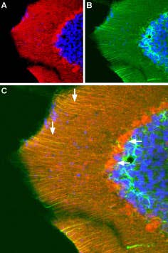 Anti-GluR3 (GluA3) (extracellular) Antibody