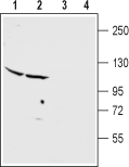 Anti-mGluR2 (extracellular) Antibody - Carrier Free