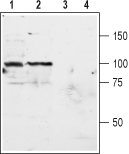 mGluR3 (extracellular) Blocking Peptide