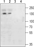 Anti-mGluR4 (extracellular) Antibody - Carrier Free