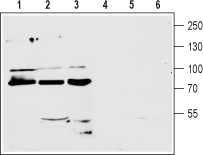 mGluR7 (extracellular) Blocking Peptide