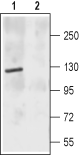 NMDAR2C/GRIN2C (extracellular) Blocking Peptide