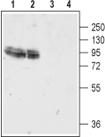 GluR4/GluA4 (extracellular) Blocking Peptide
