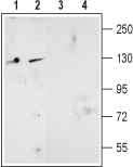 NMDAR2D/GRIN2D (extracellular) Blocking Peptide