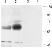 EAAT1/GLAST (extracellular) Blocking Peptide