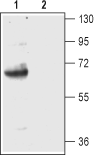 Anti-EAAT2 (GLT-1) (extracellular) Antibody - Carrier Free