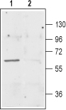 EAAT3/EAAC1 Blocking Peptide