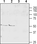 Anti-EAAT4 (extracellular) Antibody - Carrier Free