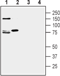 SLC1A7 (extracellular) Blocking Peptide