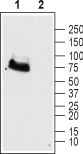 mGluR6 (extracellular) Blocking Peptide