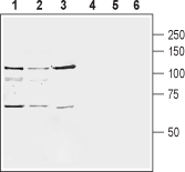 mGluR8 (extracellular) Blocking Peptide