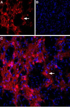 Anti-mGluR8 (extracellular) Antibody