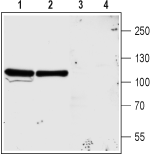 Anti-NMDAR3A (GRIN3A) (extracellular) Antibody - Carrier Free