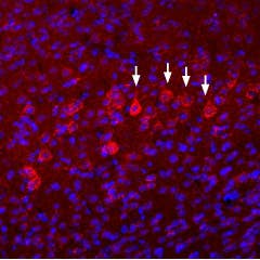 Anti-NMDAR3B (GRIN3B) (extracellular) Antibody