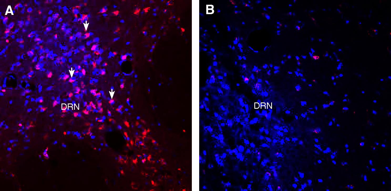 Guinea Pig Anti-VGLUT1 Antibody