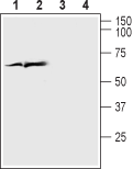 Anti-VGLUT1 Antibody - Carrier Free
