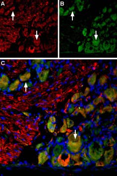 Anti-VGLUT2-ATTO Fluor-594 Antibody