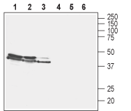 Anti-VGLUT2 Antibody - Carrier Free