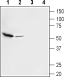 VGLUT3 Blocking Peptide