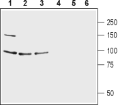 GRID1 (extracellular) Blocking Peptide
