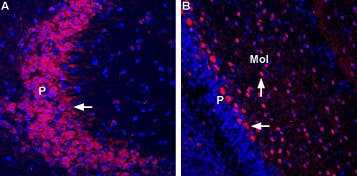 Anti-GRIK3 (GluK3) (extracellular) Antibody