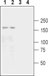 GRIK3/GluK3 (extracellular) Blocking Peptide