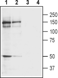 GRIK4/KA1 (extracellular) Blocking Peptide