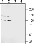 Anti-GRIK5 (GluK5) (extracellular) Antibody - Carrier Free