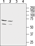 NETO2 (extracellular) Blocking Peptide